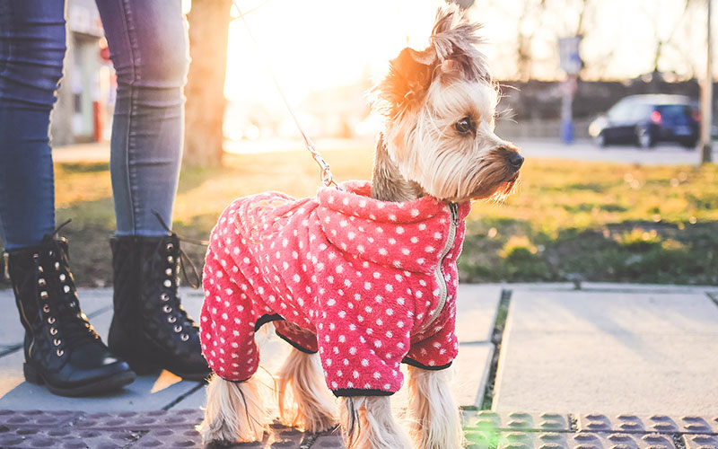 Thinking about getting a pet? 🐶🐱 Pets bring countless benefits, from boosting mental health to enhancing social connections. Learn how pets make life better in five powerful ways! ❤️