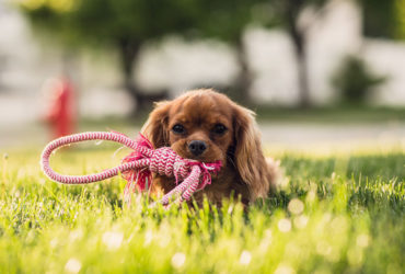Thinking about getting a pet? 🐶🐱 Pets bring countless benefits, from boosting mental health to enhancing social connections. Learn how pets make life better in five powerful ways! ❤️