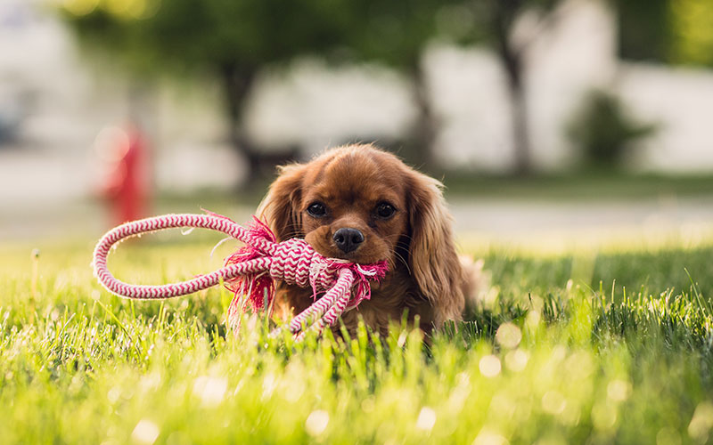 Thinking about getting a pet? 🐶🐱 Pets bring countless benefits, from boosting mental health to enhancing social connections. Learn how pets make life better in five powerful ways! ❤️